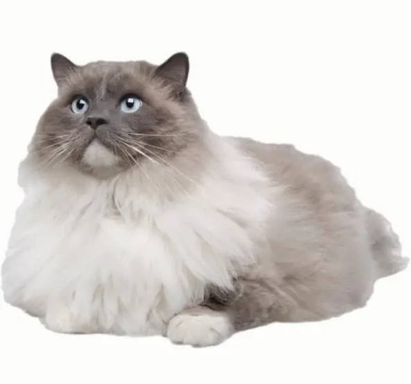 Ragdoll Cat